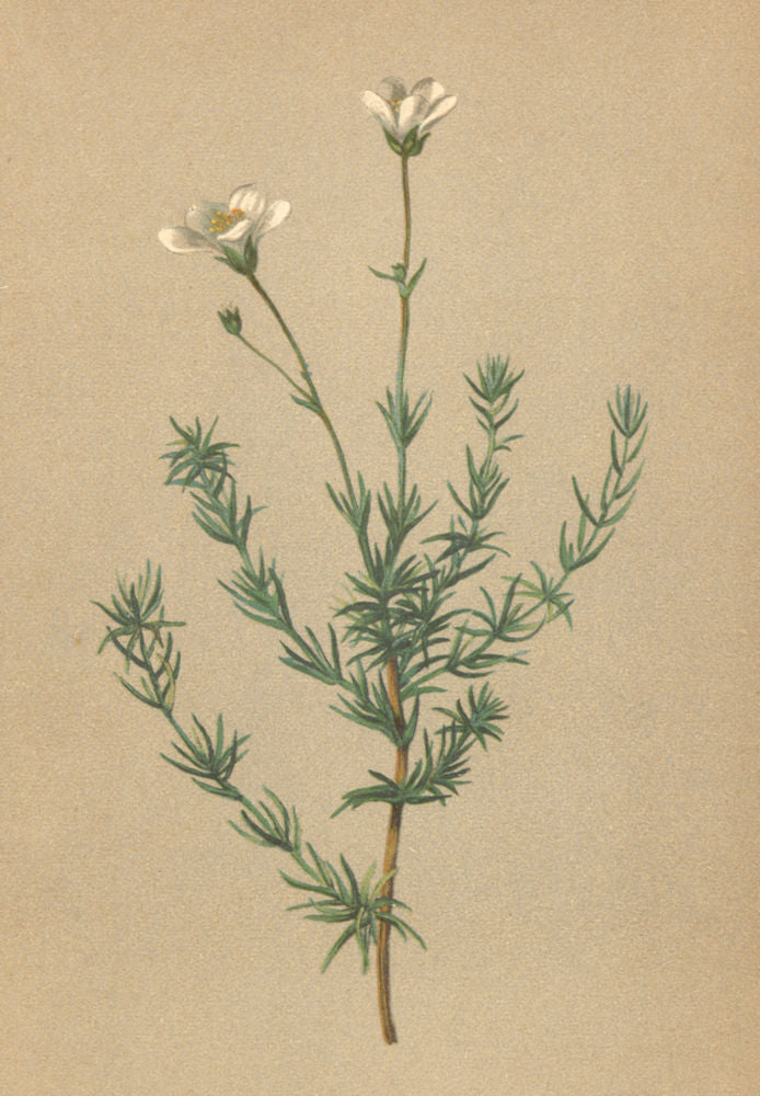 ALPENFLORA ALPINE FLOWERS. Arenaria grandiflora L-Grossblüthiges Sandkraut 1897